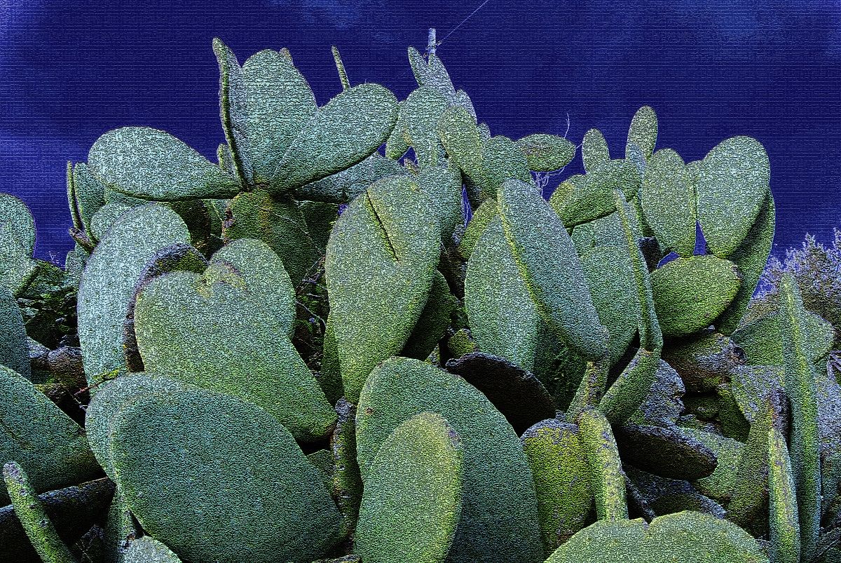 prickly pears techno