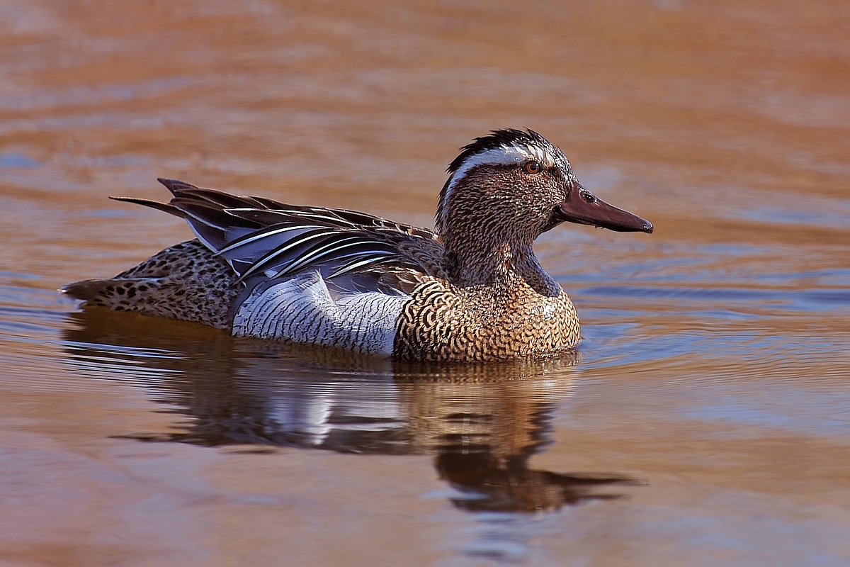 I°Marzo...marzaiola!