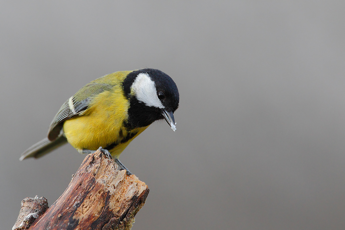 Parus major