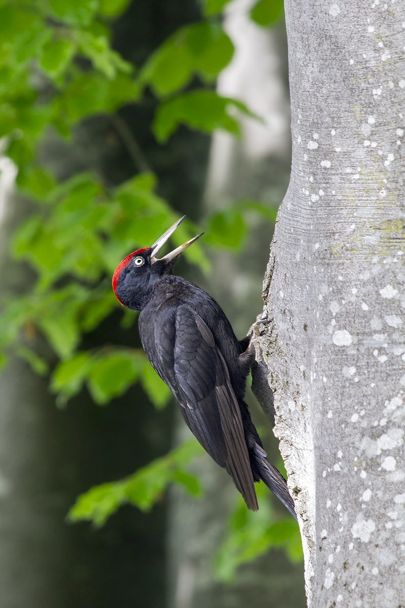 Black Woodpecker
