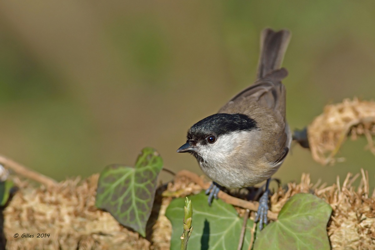 Bigia Tit (Parus palustris)