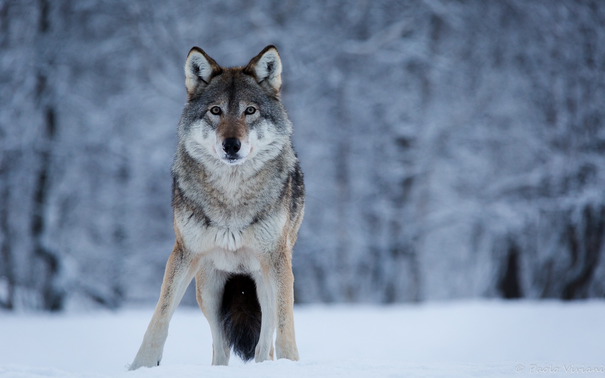 Polar Wolf Park - Norway