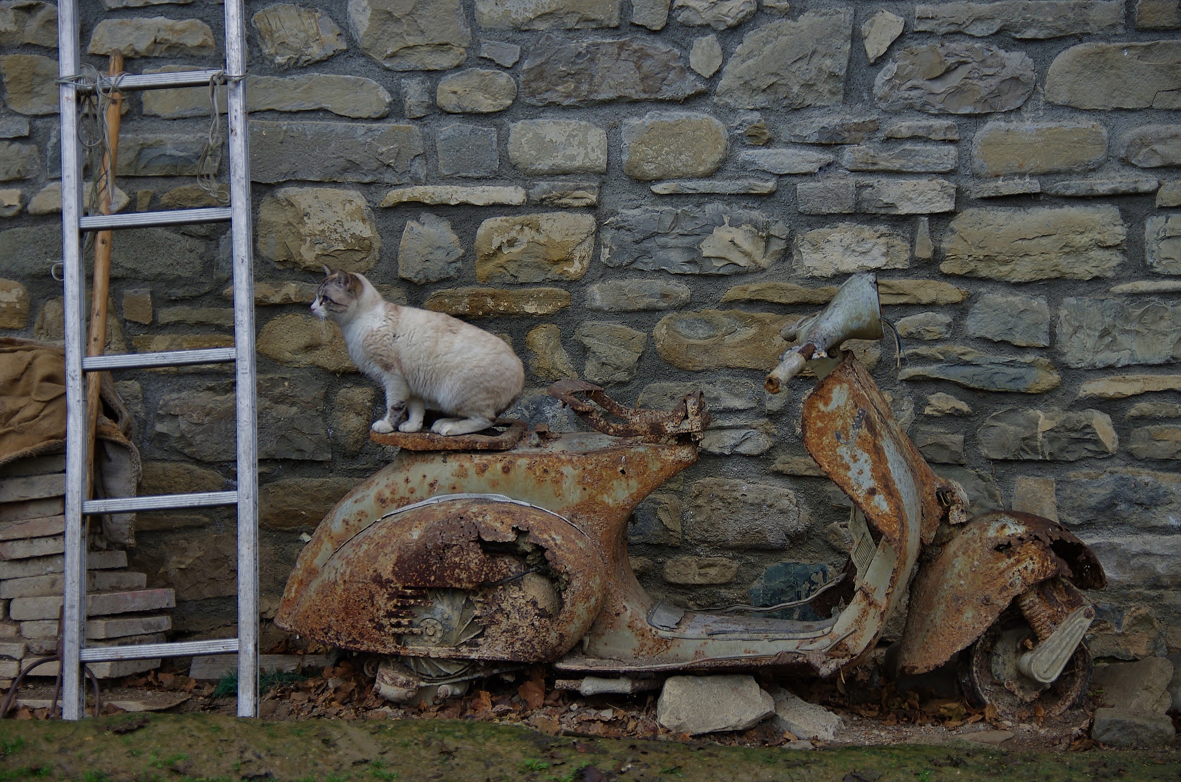 Il gatto e.......la vespa!