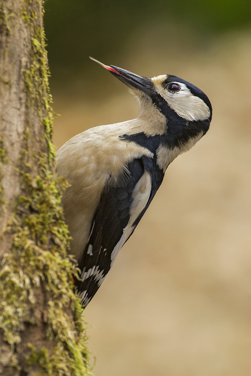 woodpecker
