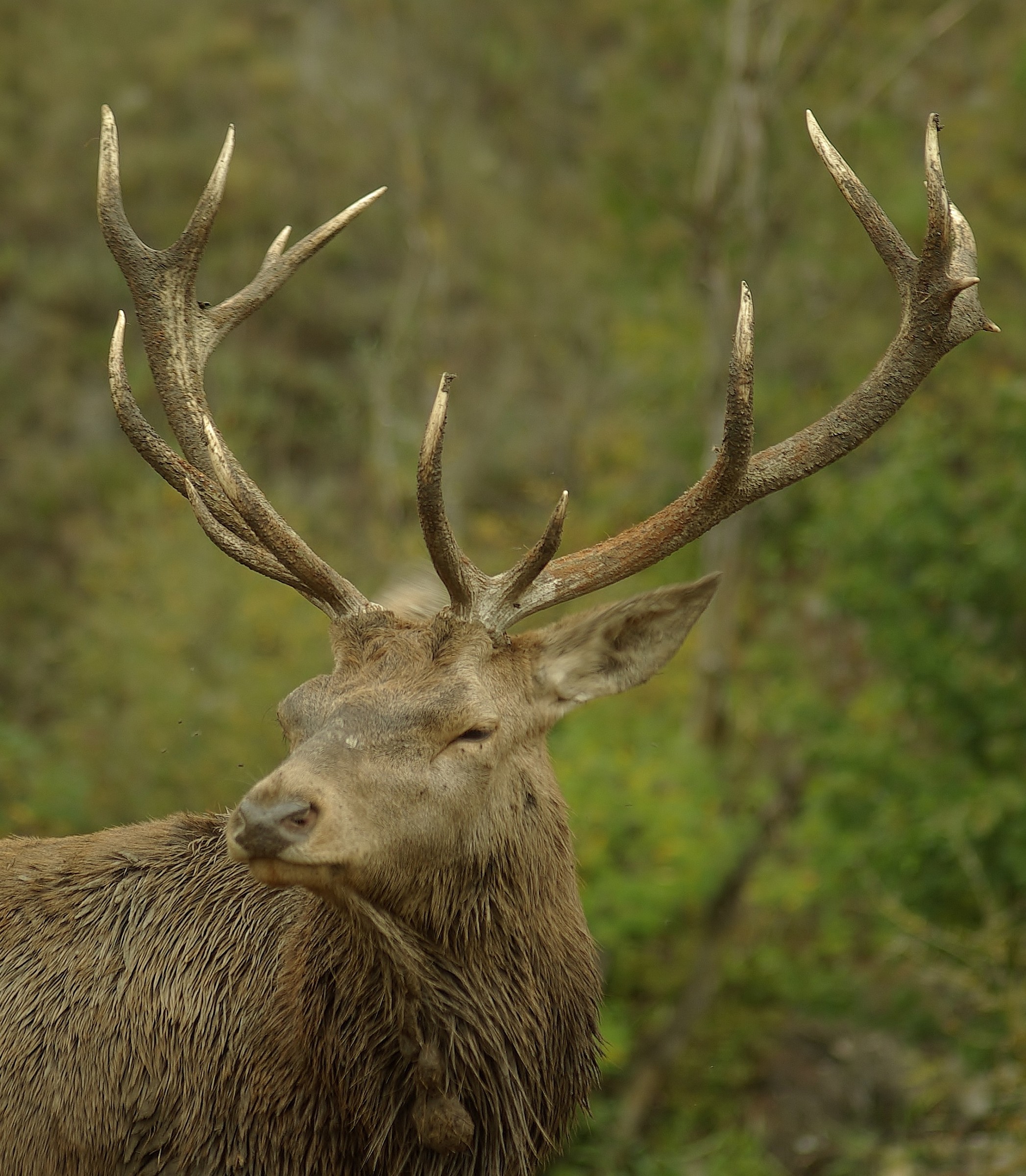 The King of the forest