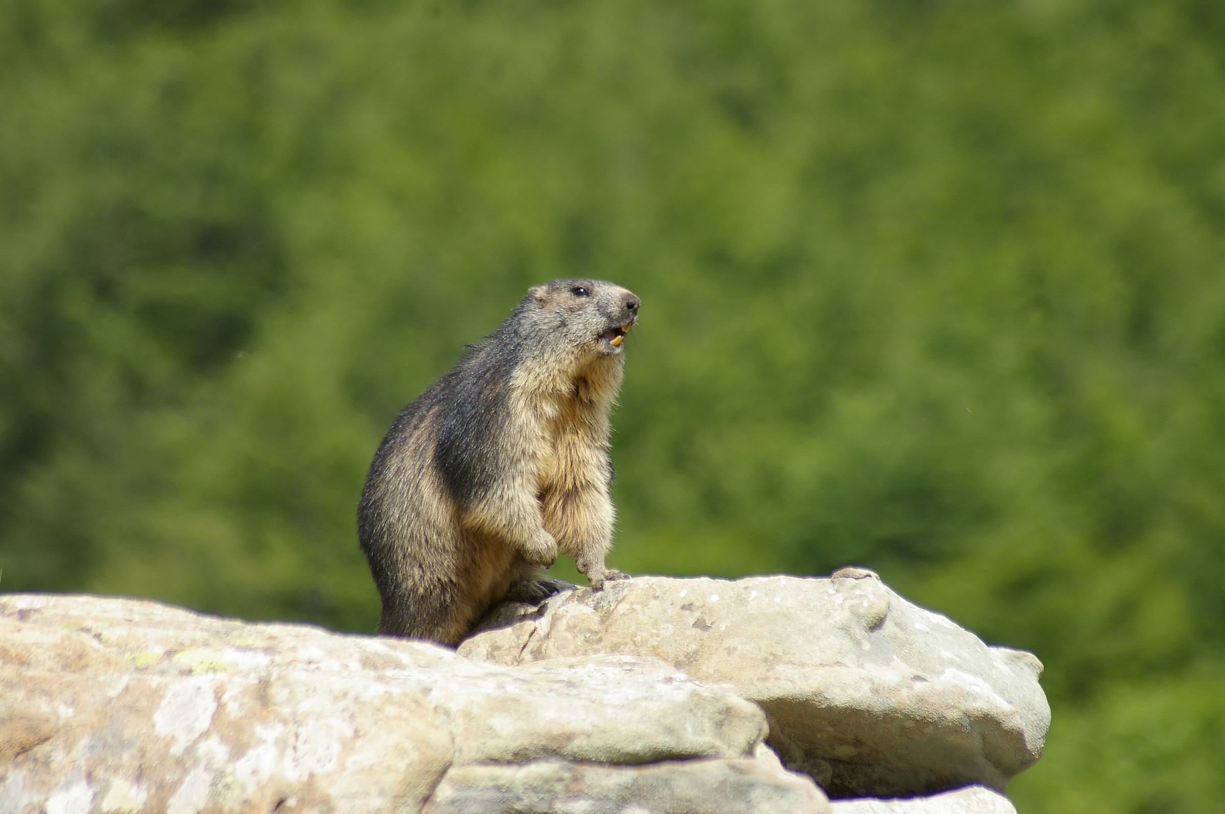 The sentinel of Cavalbianco