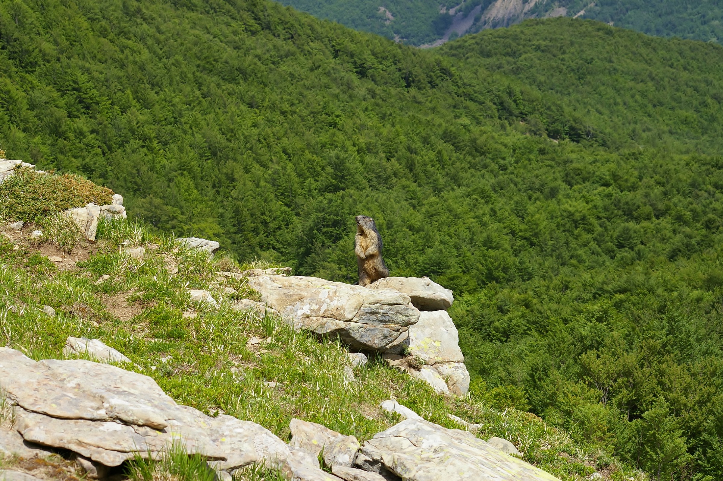 The Sentinel II Cavalbianco