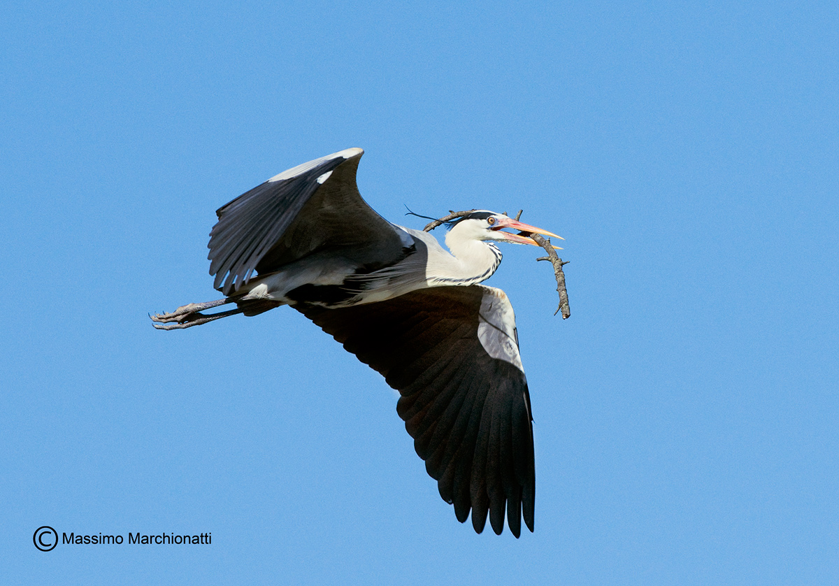 Ditta "Ardeidi" costruzione nidi