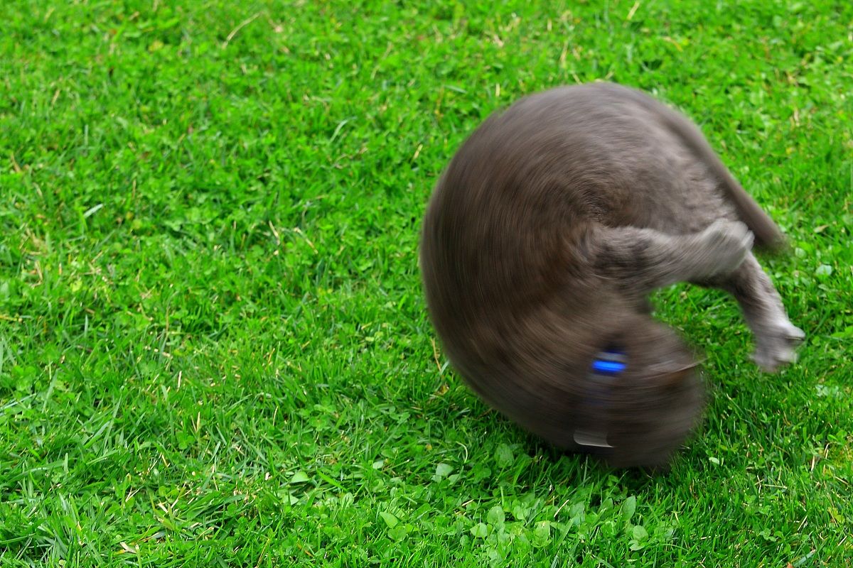 And 'returned the padroneee!