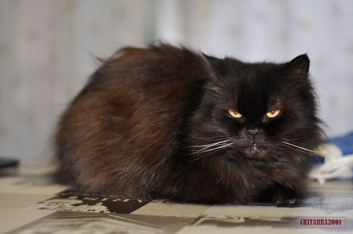 Pisolino pomeridiano!