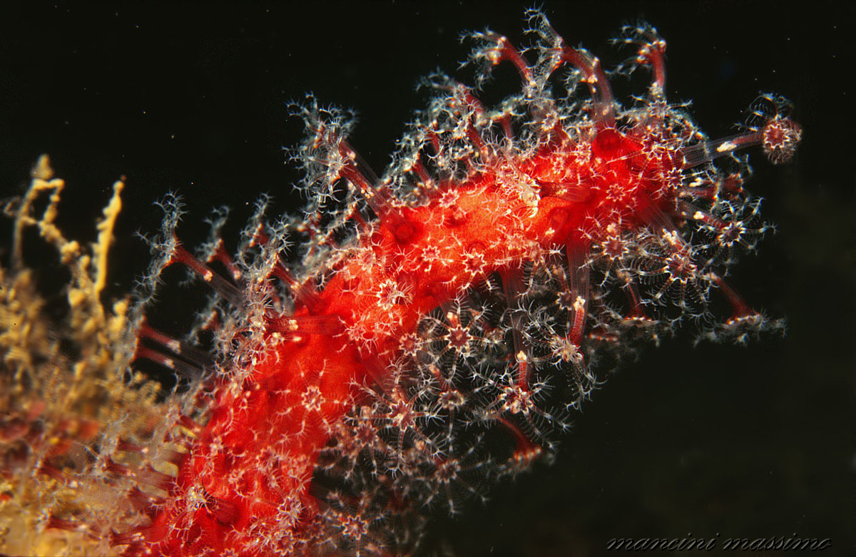 soft coral