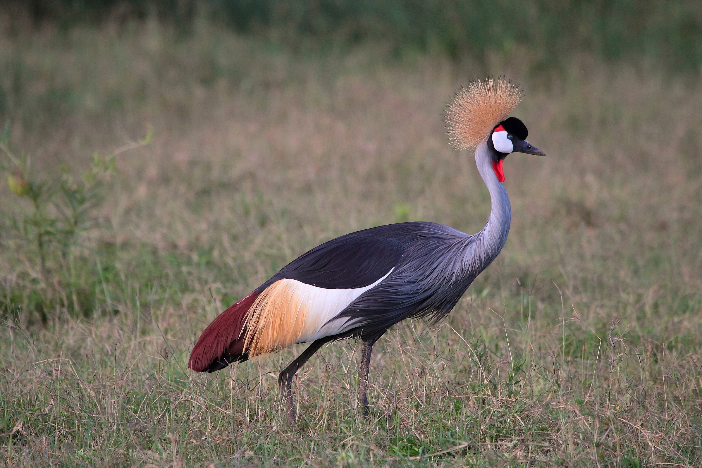 crowned crane