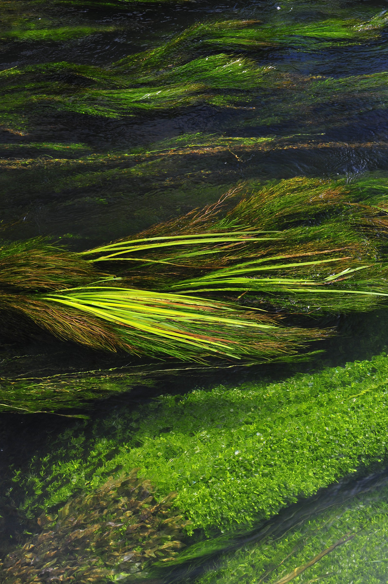 Landscape (in a River)