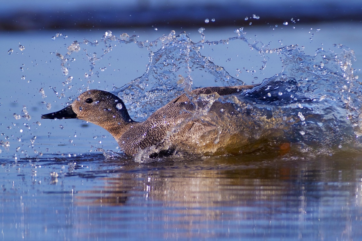 Gadwall landing