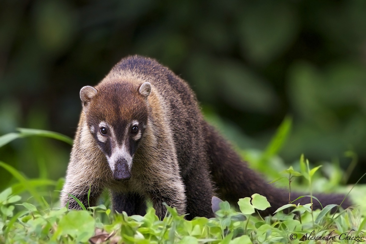 Coati