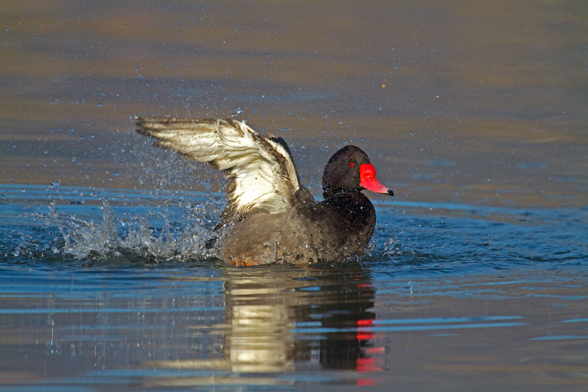 on a day like this, it takes a nice shower propio