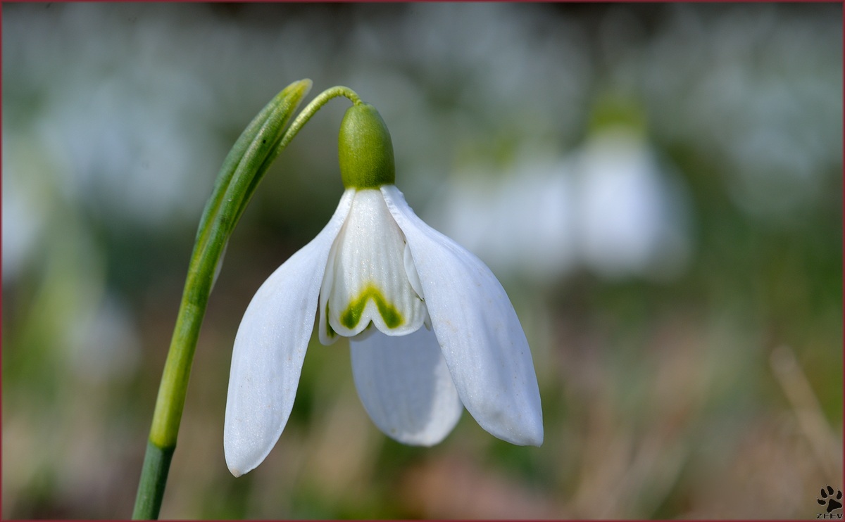 Galanthus nivalis