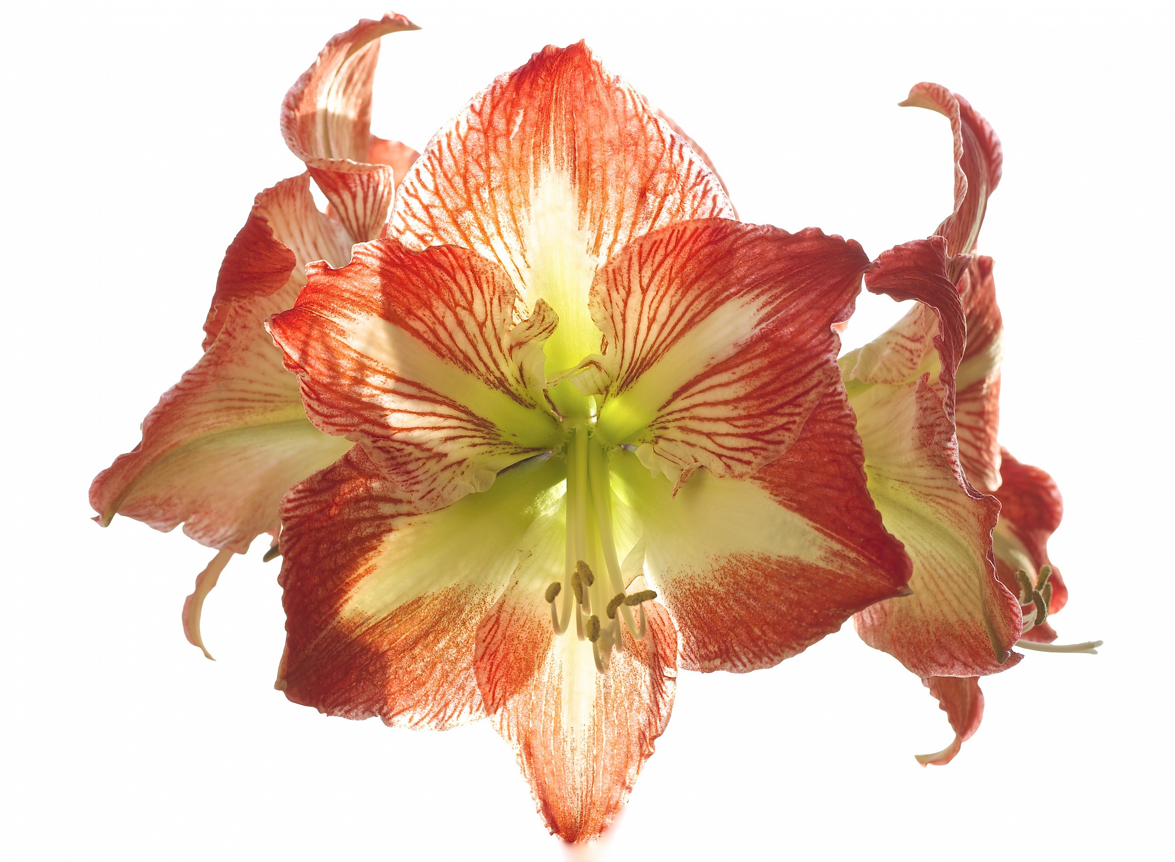 Flower of the Arabian Nights ..