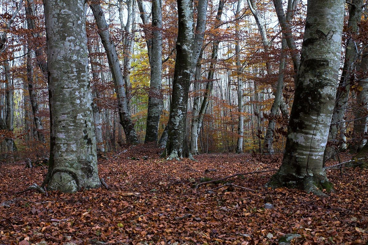 I colori del bosco