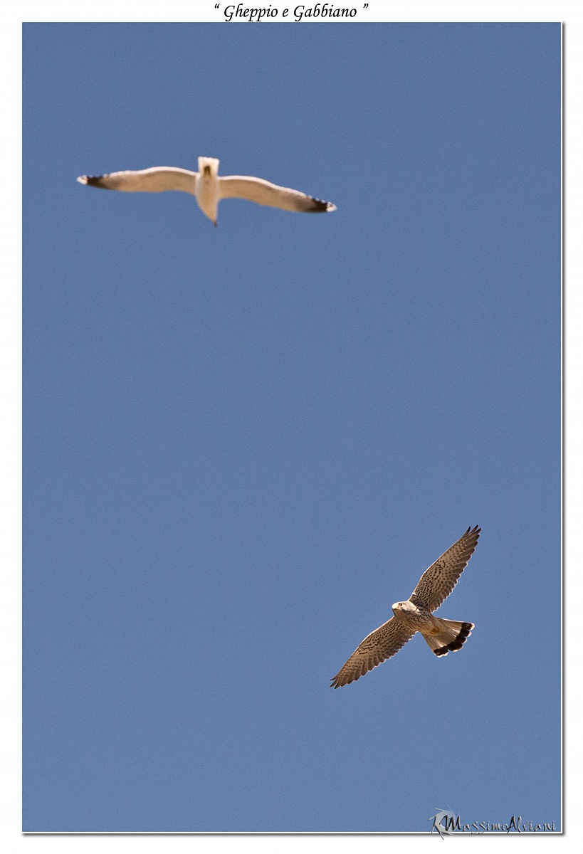 Gheppio e Gabbiano