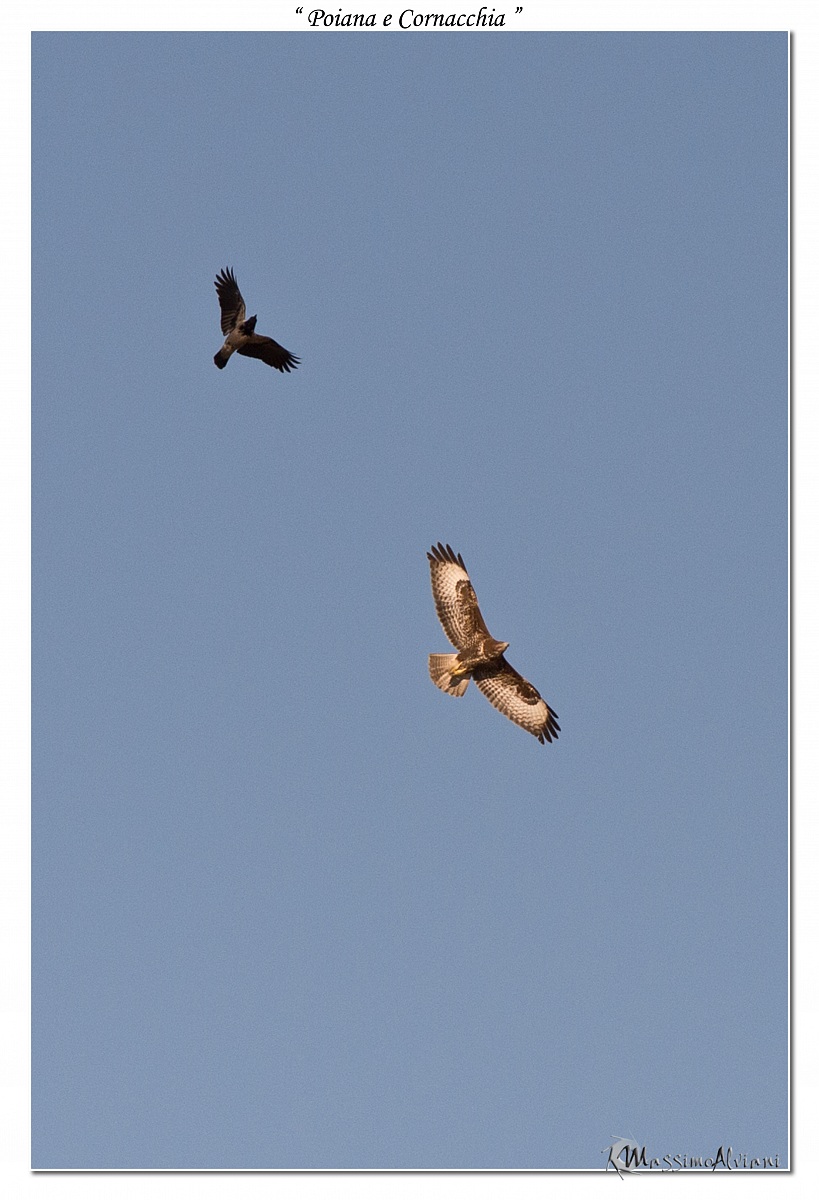 Poiana e Cornacchia