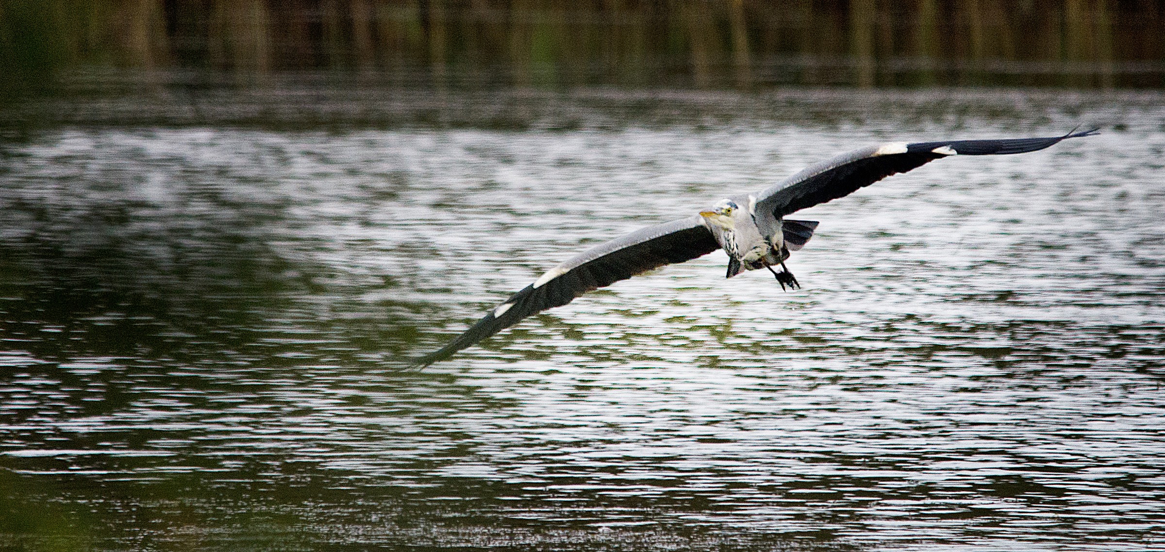Heron Take-Off