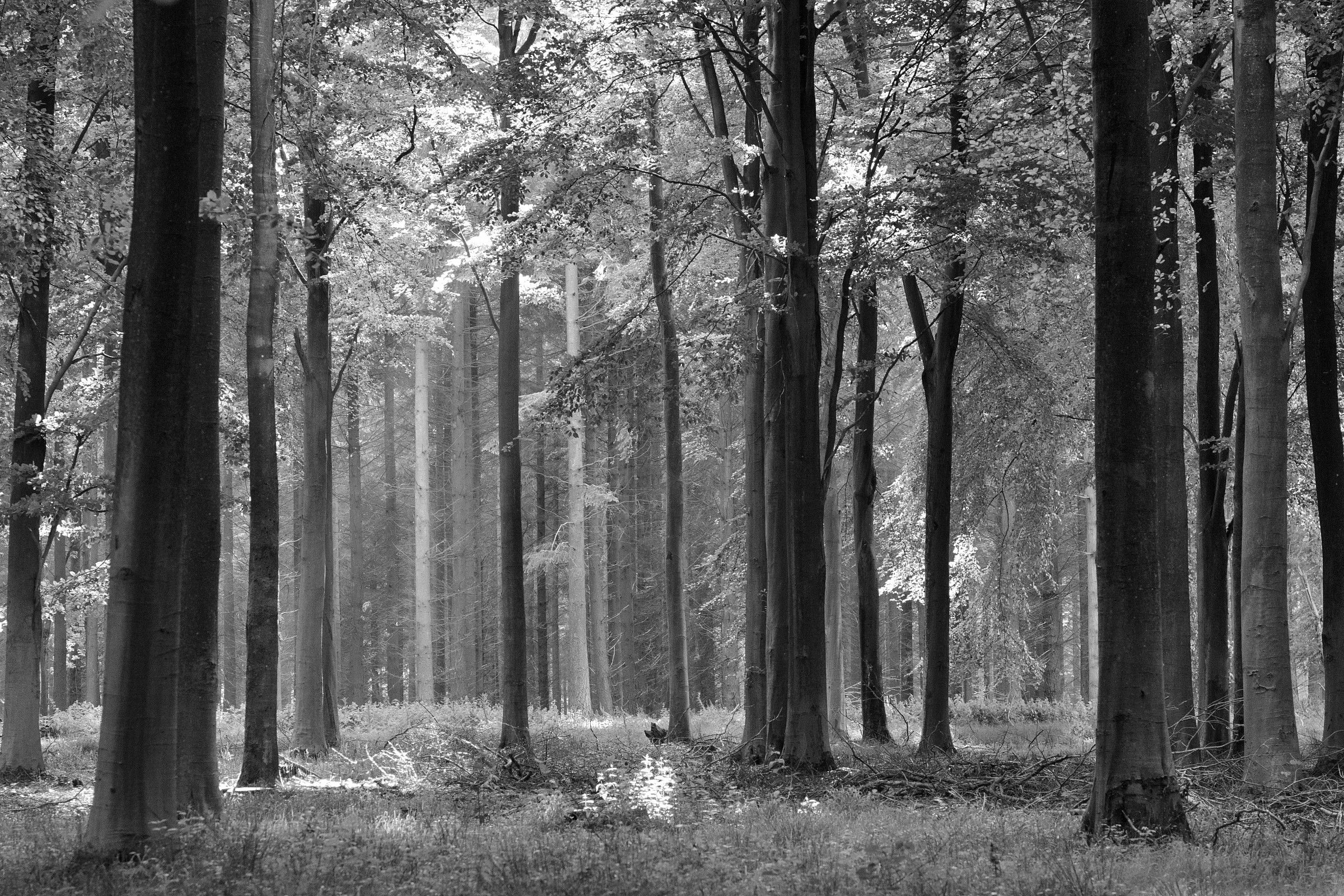 Sweet Spring Woodland