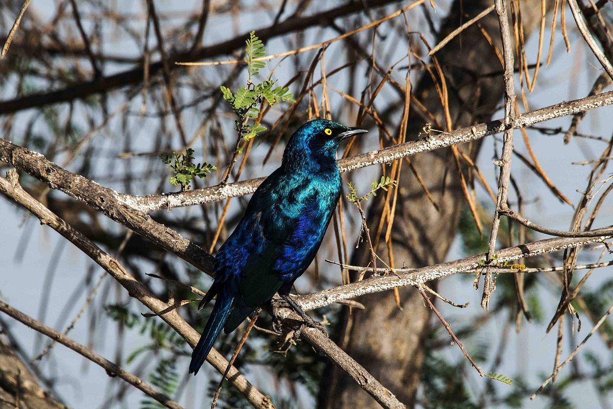 Greater Ox-eared Glossy Starling
