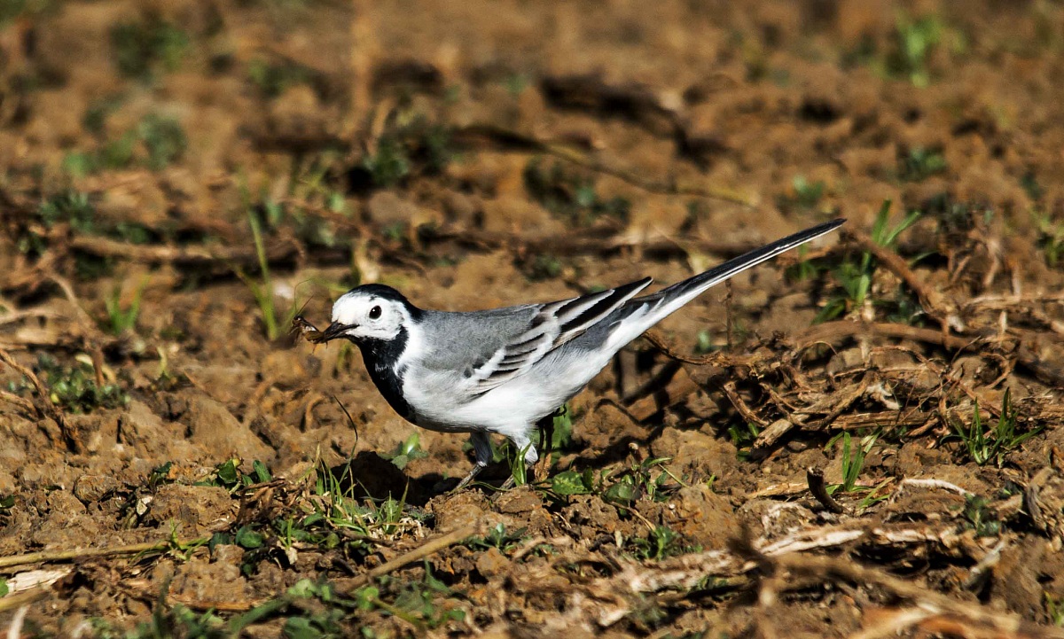 Pied Wagtail