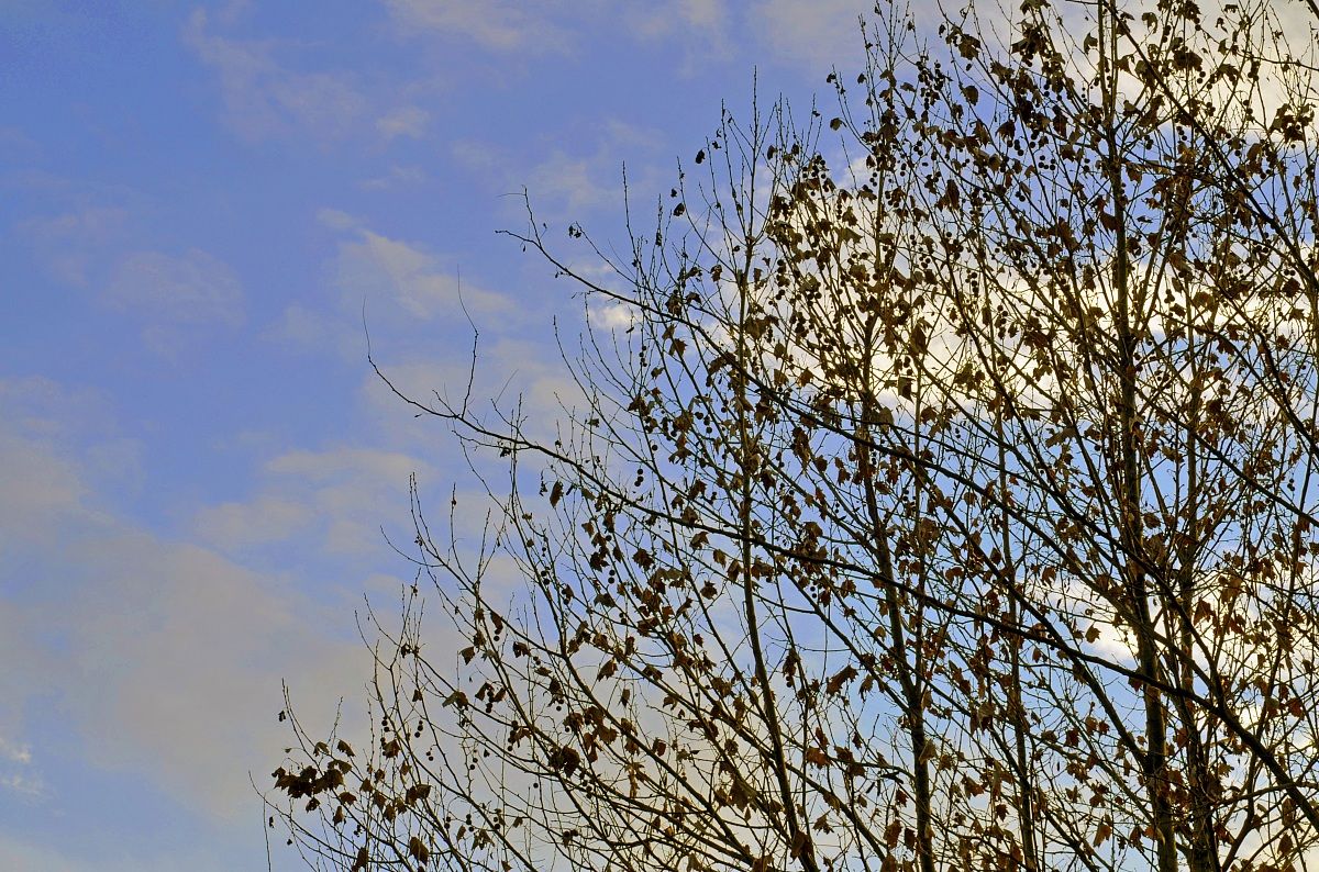 you are like the leaves in autumn, spring