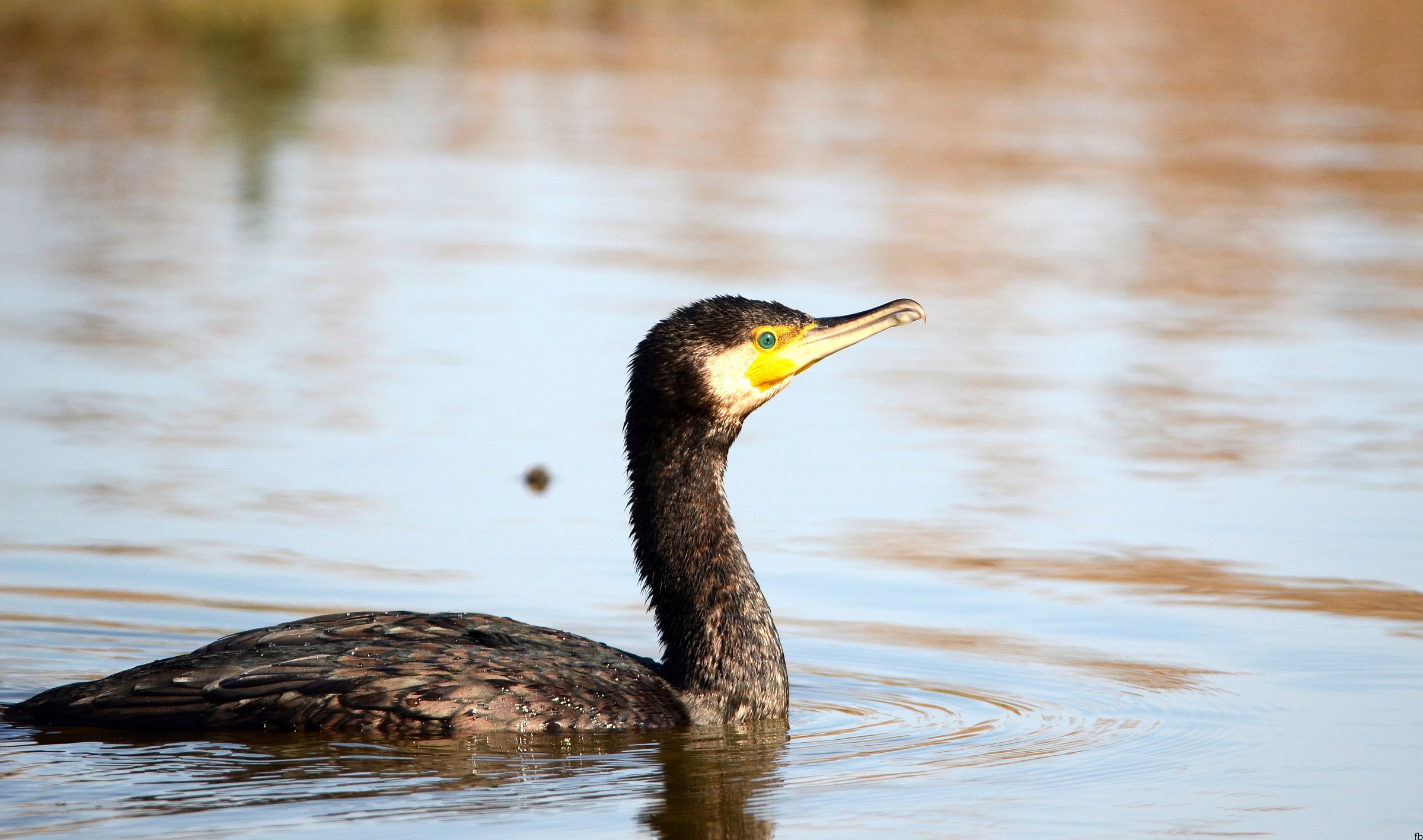 il cormorano