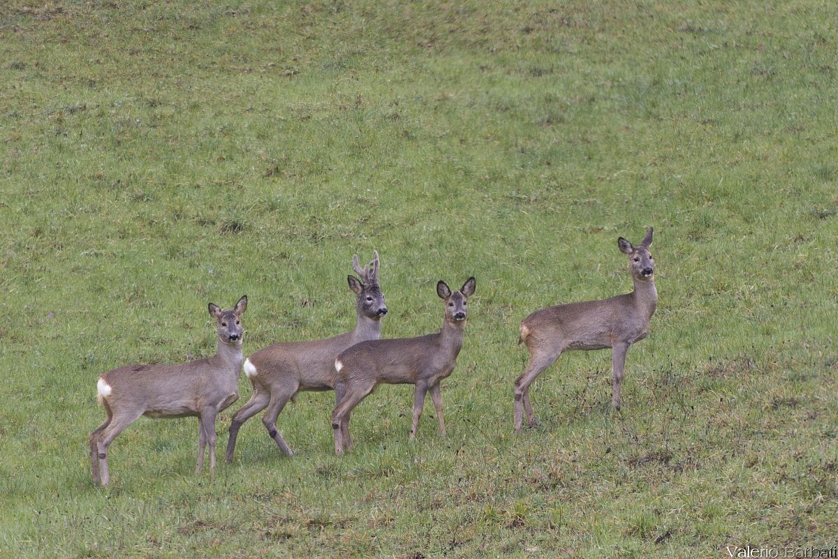 Roe deer in the garden