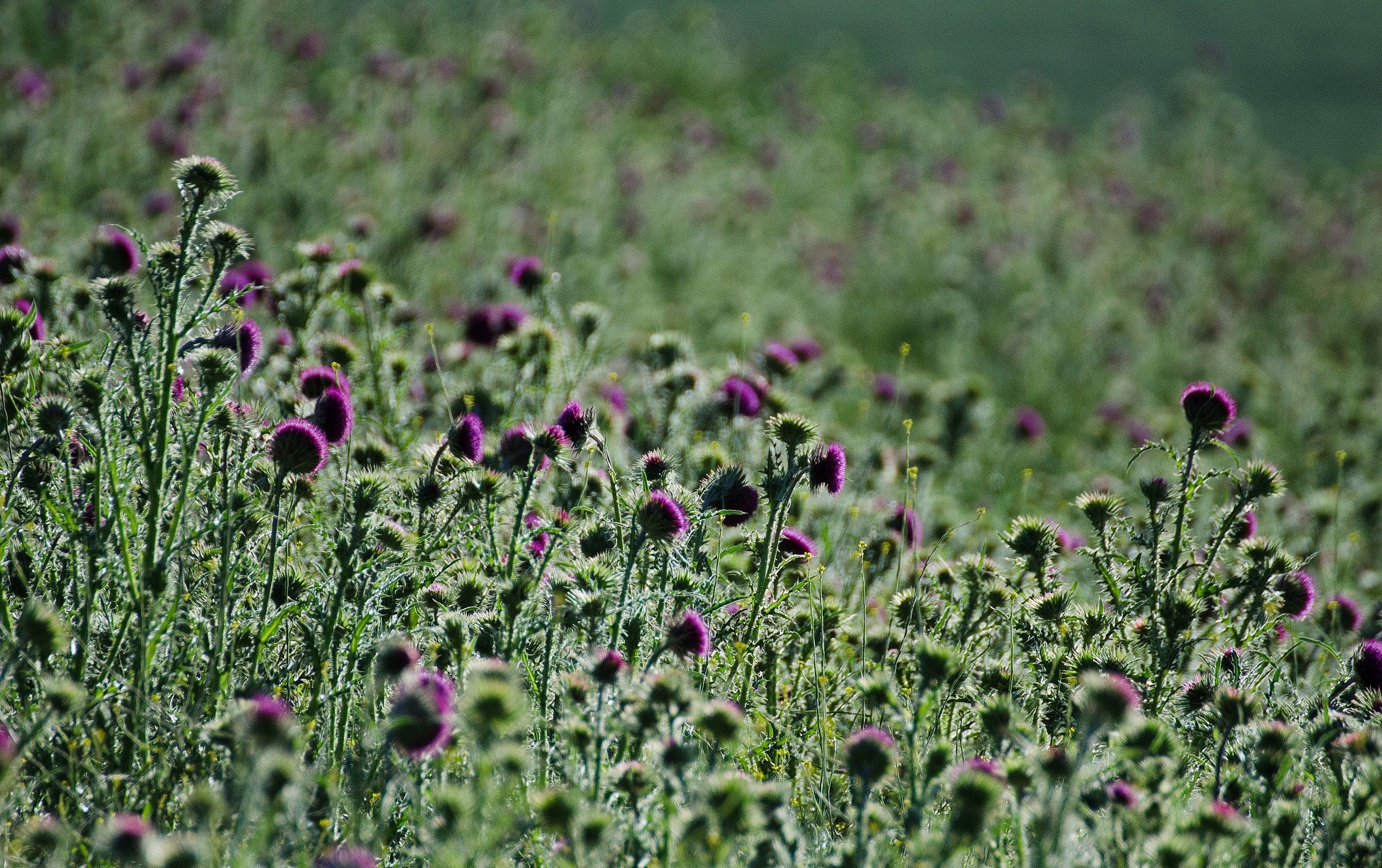 Field of Thistles