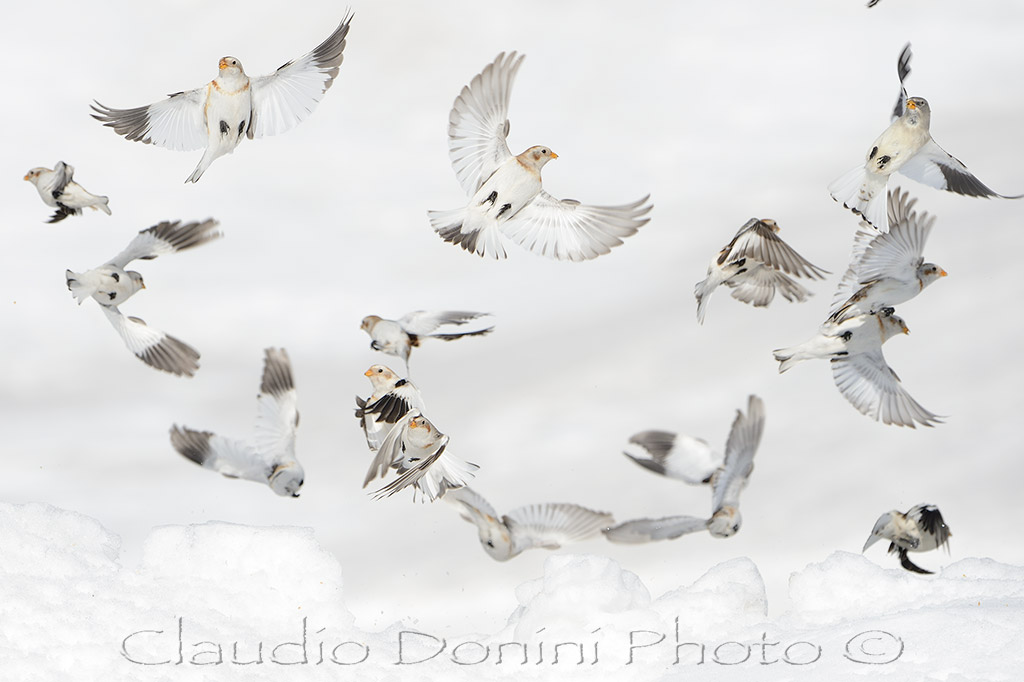 Ballet in the sky ....