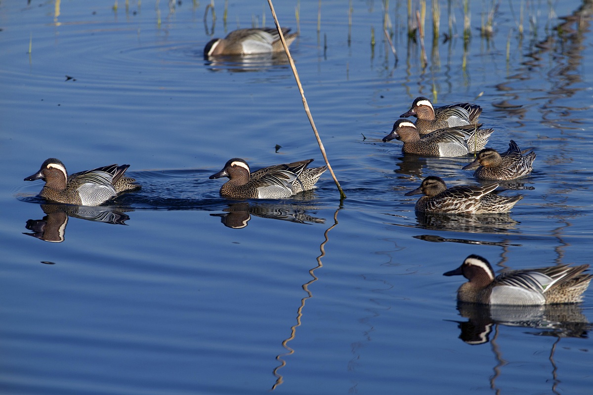 Garganeys - 2 spring migration