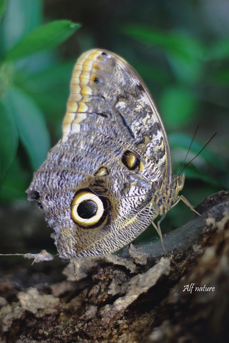 Owl butterfly
