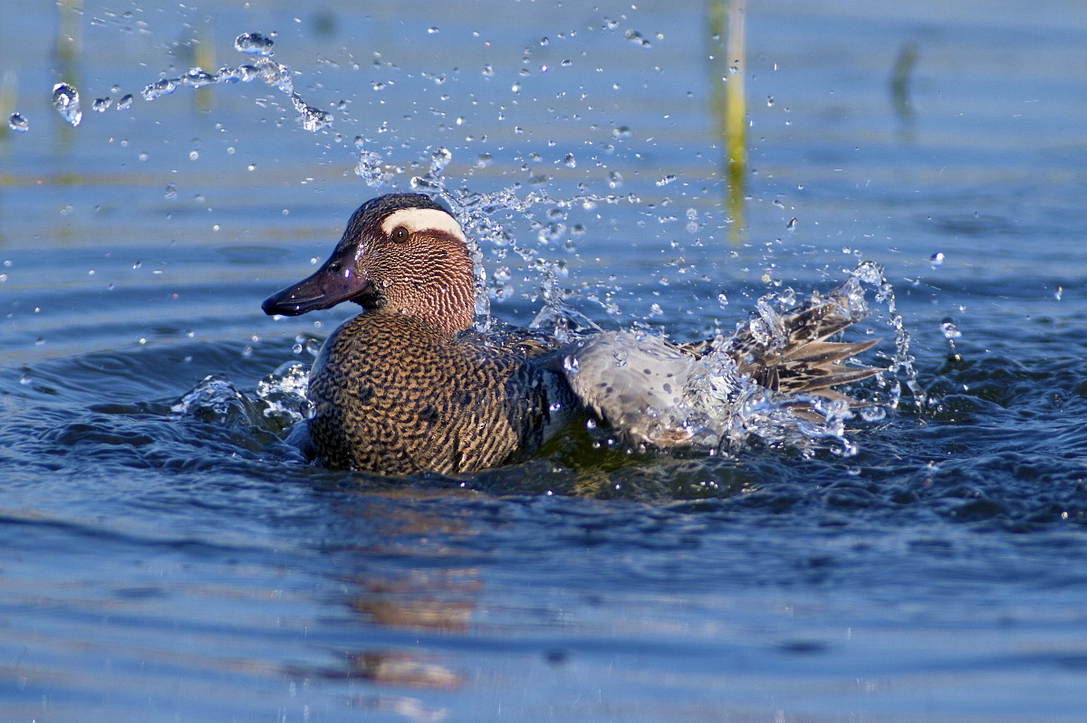 Garganey taking a bath