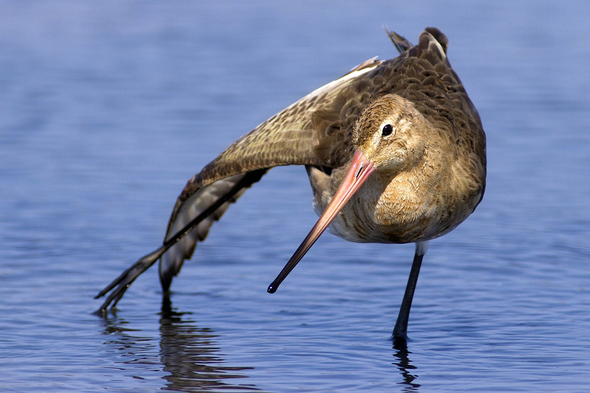 Black-tailed Godwit