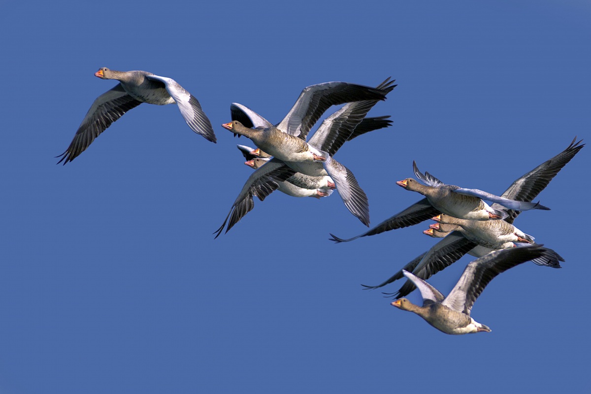 Wild geese in flight