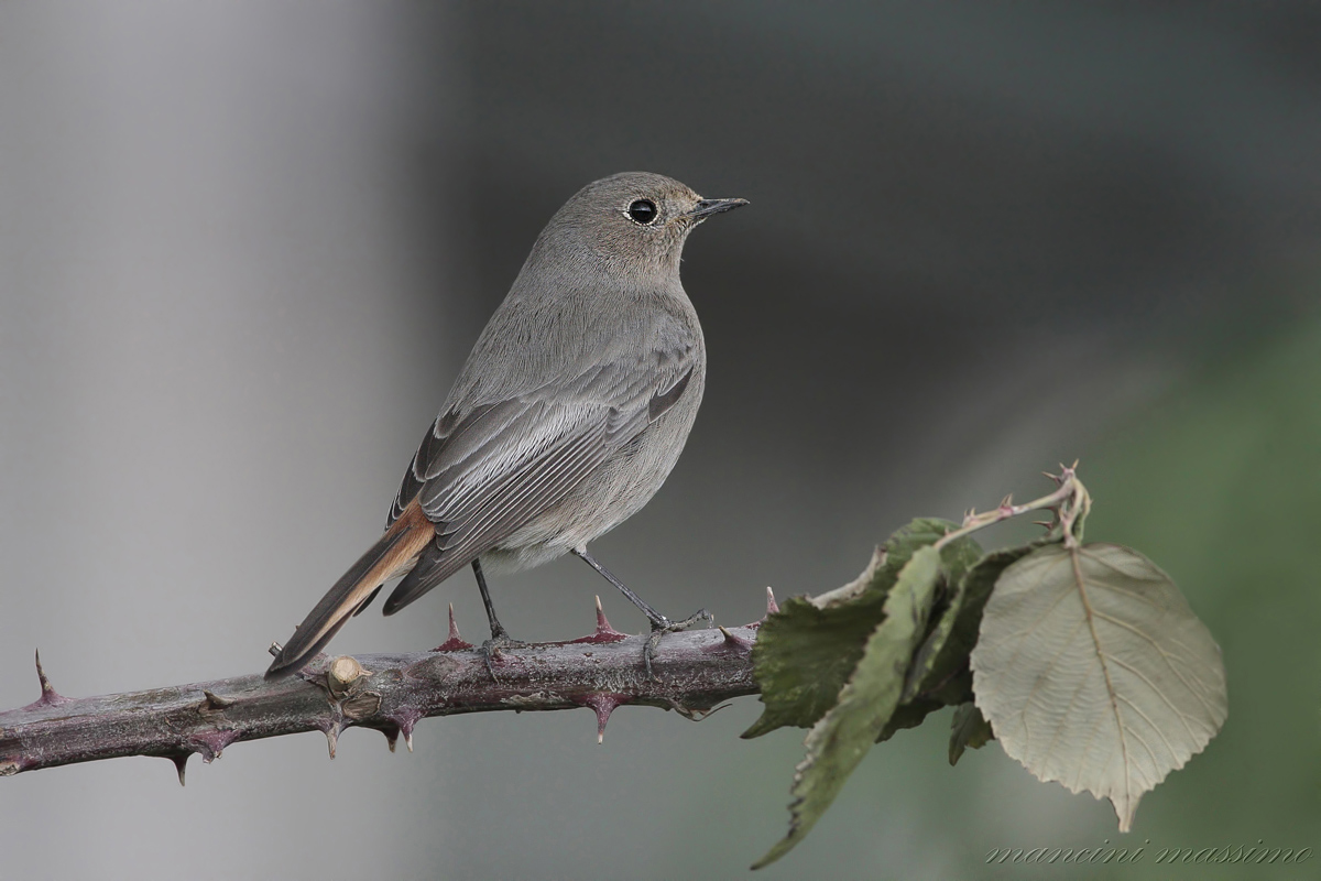 codirosso spazzacaminoF(Phoenicurus ochruros)