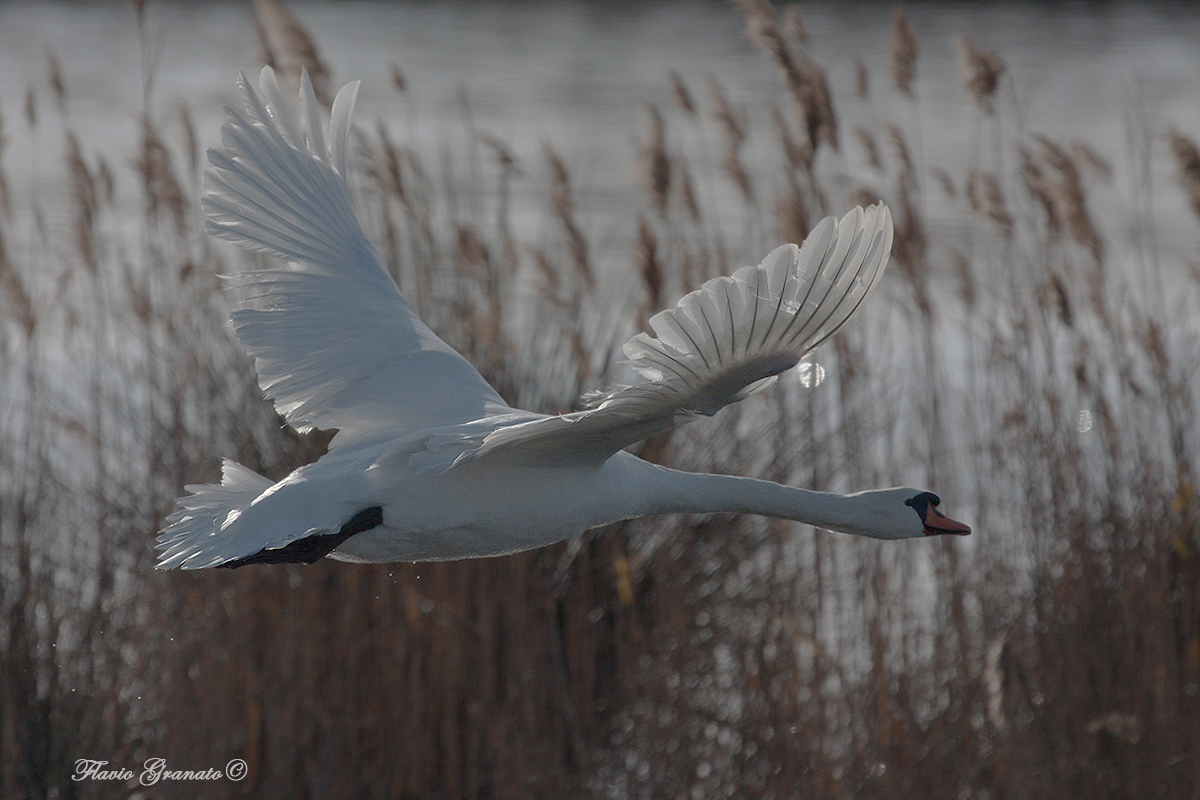 in flight