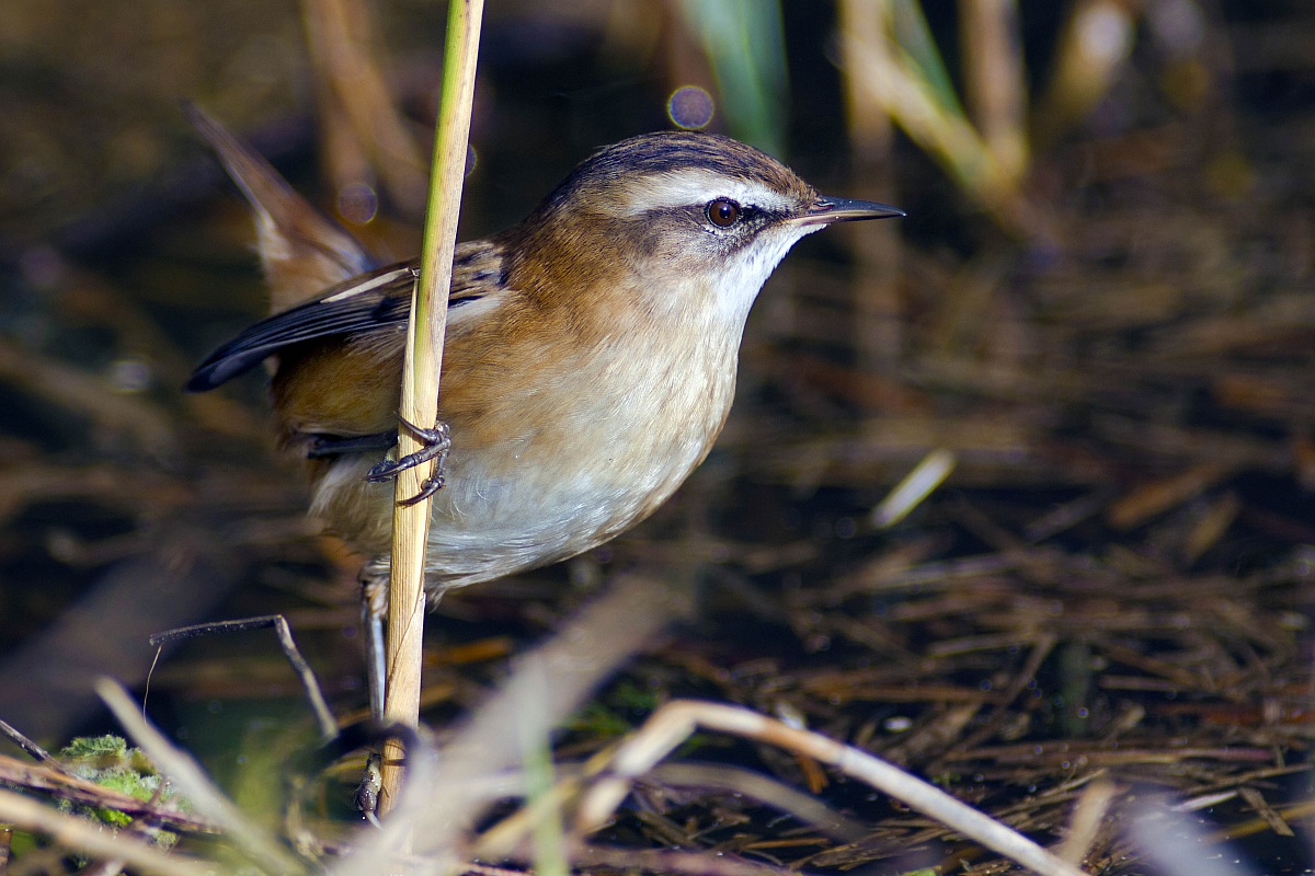 Moustached Warbler