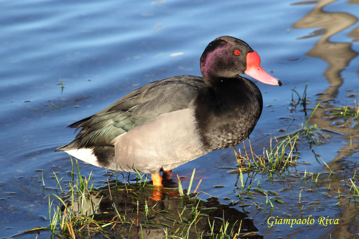 Pochard rosy beak (net peposaca)