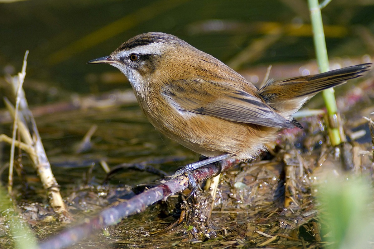 Moustached Warbler