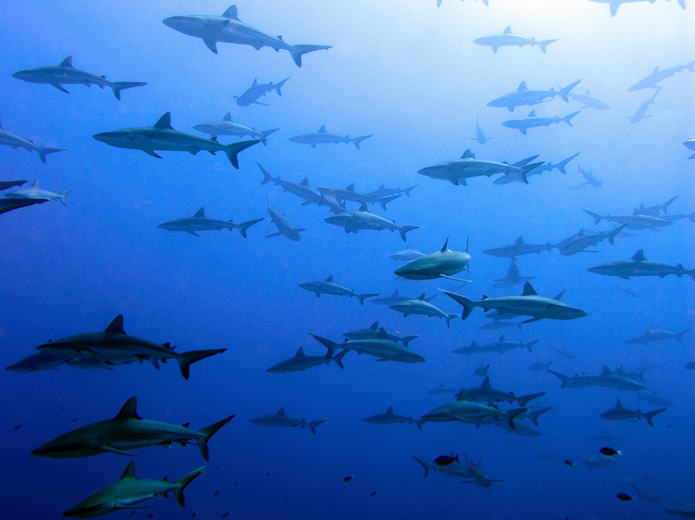Grey Reef Shark School (Carcharhinus amblyrhynchos)
