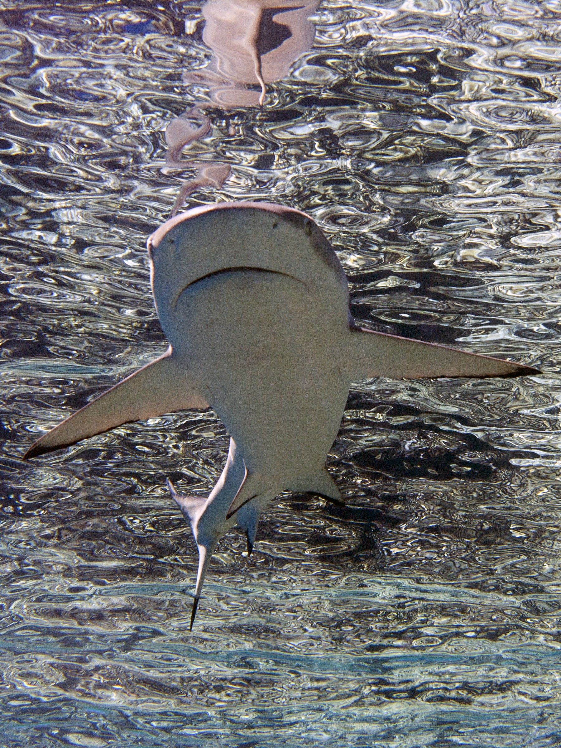 Blacktip Reef Shark (Carcharhinus blacktip)