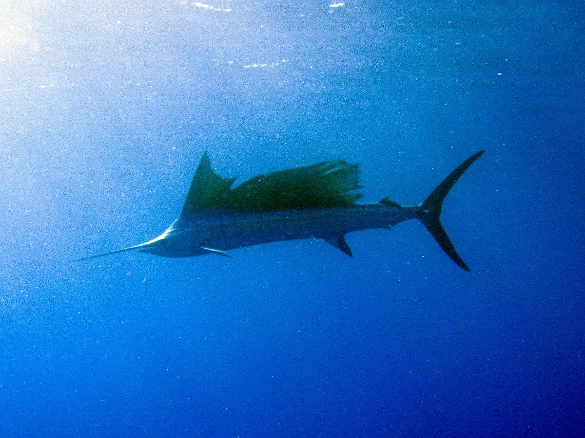 Indo-Pacific Sailfish (Istiophorus platypterus)
