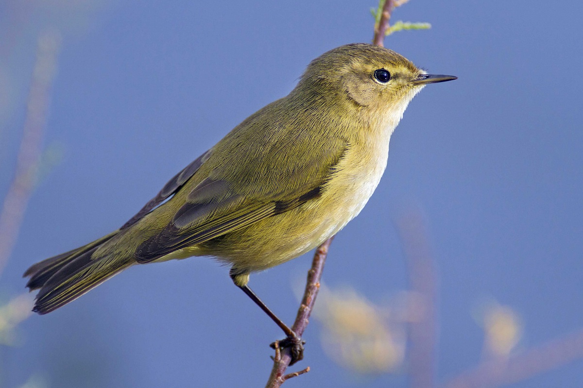 Chiffchaff