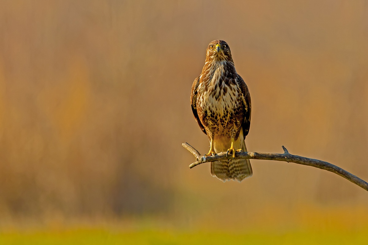 Buzzard