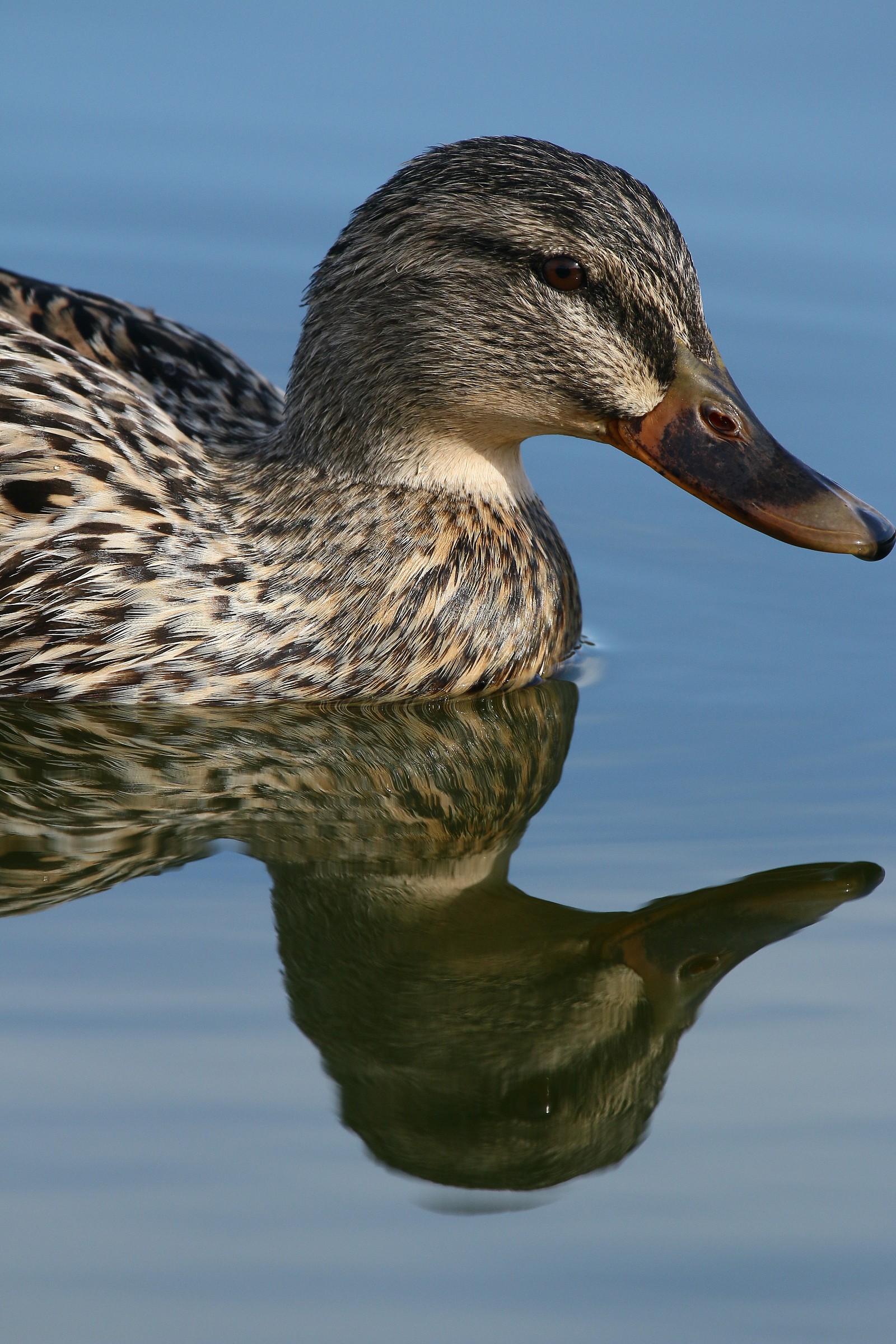 I mirror in the water